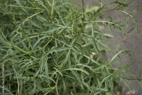Wallpaper Mural Diplotaxis tenuifolia Torontodigital.ca