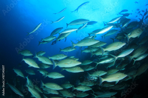 Coral reef underwater and fish