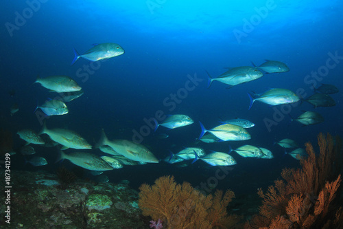 Coral reef underwater and fish