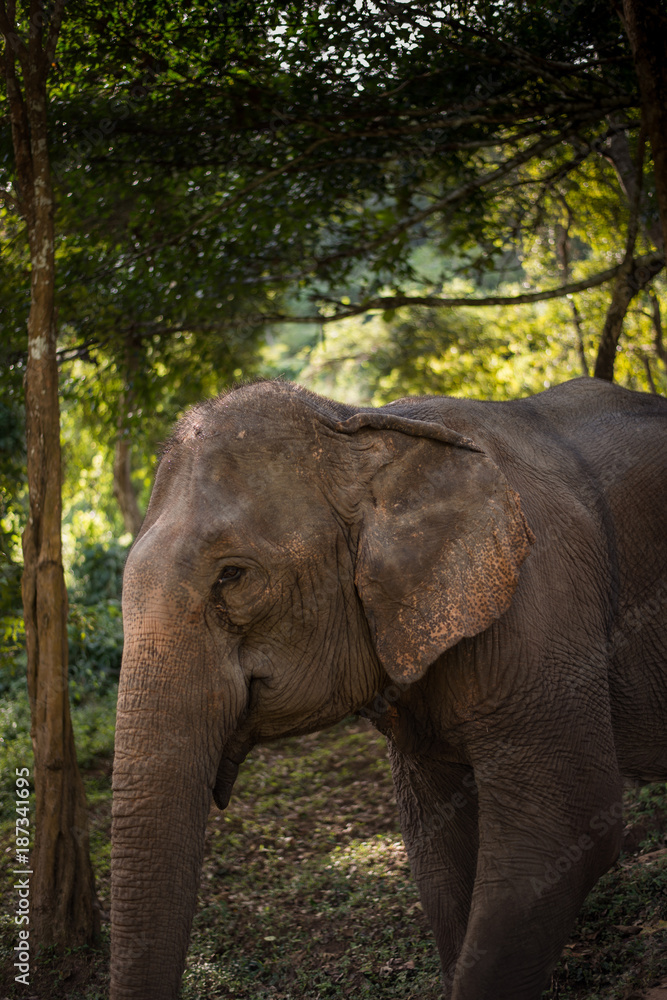 Asian Elephant in forest, Thailand.