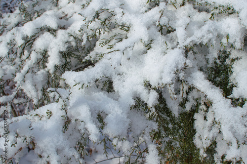 Pretty white snow covers a gree cedar tree on a winter day in Missouri.