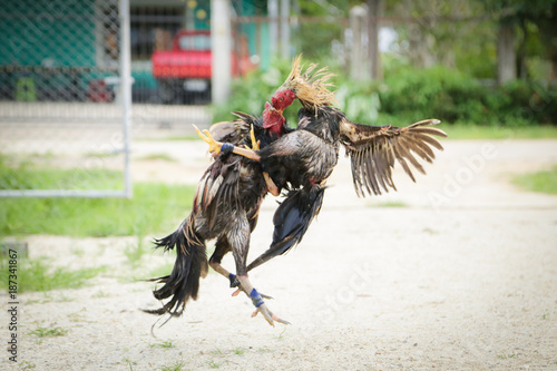 Gamecocks are fighting