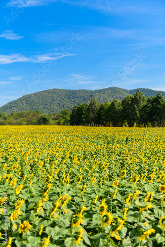 field of sunflowers