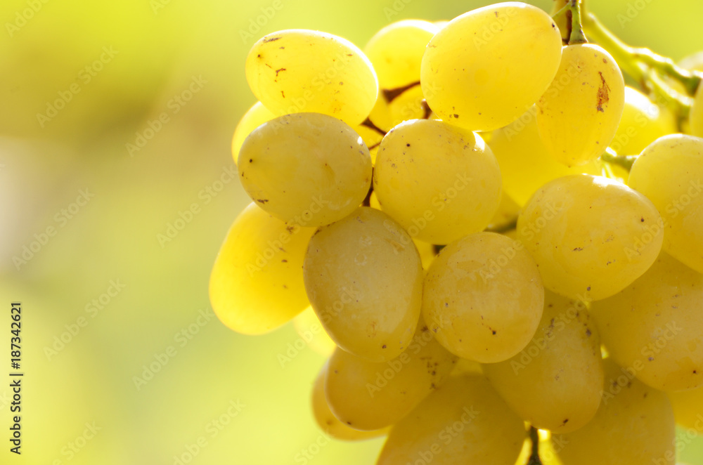 Green grape cluster against sunlight closeup view