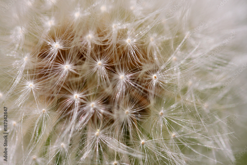 Macro shot of dandelion head with seeds. Abstract nature background with seeds of dandelion flower close up in shallow depth of field. Macro shot of dandelion head with seeds. Abstract nature background with seeds of dandelion flower close up in shallow depth of field.