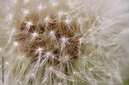 Macro shot of dandelion head with seeds. Abstract nature background with seeds of dandelion flower close up in shallow depth of field.