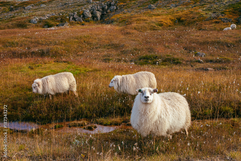 Several sheep grazing in the countryside Several sheep grazing in the countryside