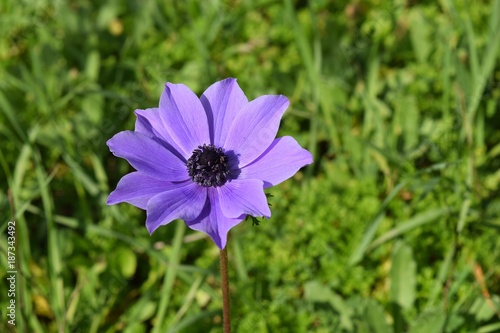 Anemone flower in the forest.Marmaris.Turkey