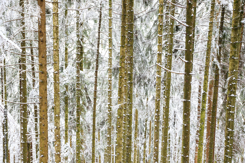bosco di abeti rossi nel parco naturale di Paneveggio in inverno bosco di abeti rossi nel parco naturale di Paneveggio in inverno