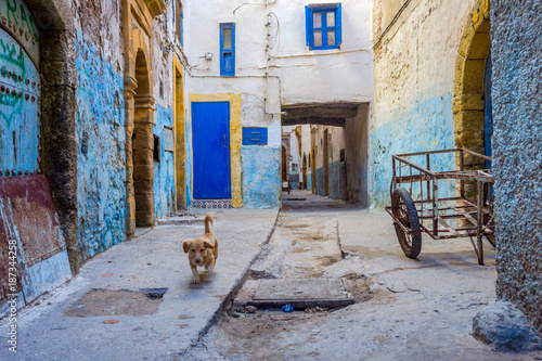 Puppy at the street, Essaouira © dinozzaver