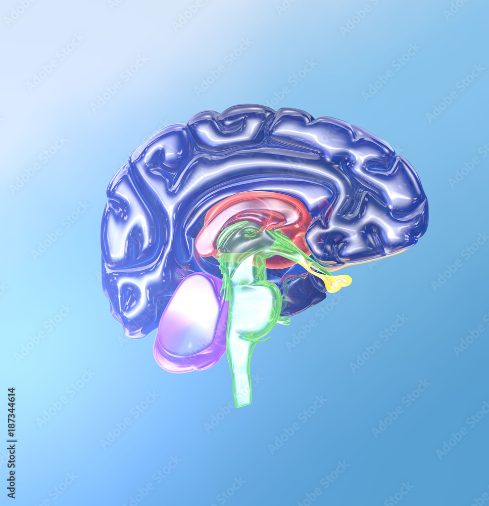 Parts of the brain in different colors, cross section, medically ...