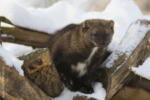 Fotografie The fisher (Pekania pennanti) in winter