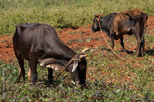 Cattle in Vinales Valley National Park in Cuba

 photo