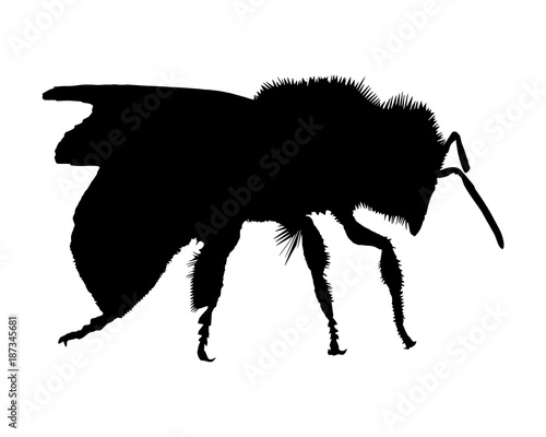 Silhouette einer Biene