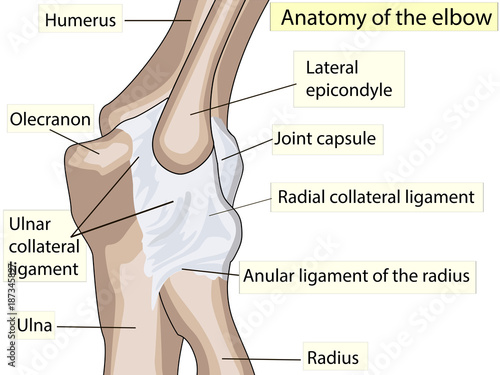 Anatomical design. posterior and radial collateral ligament of the elbow joint.