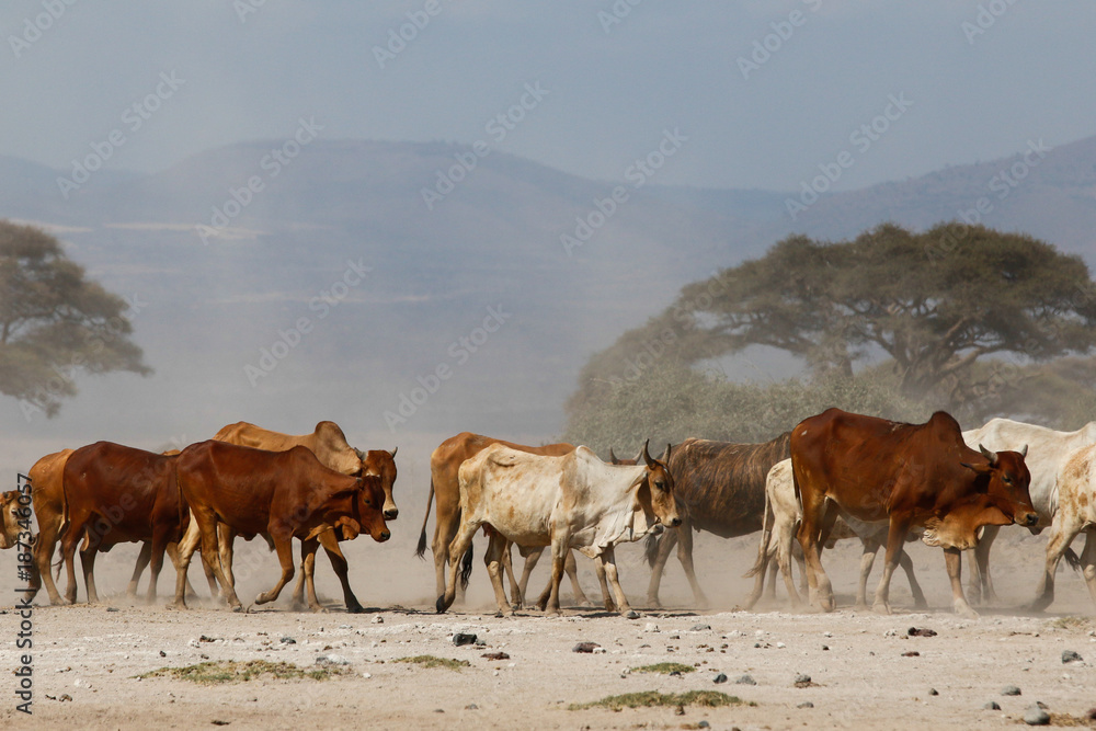 Masai cow in amboseli national Park Kenia