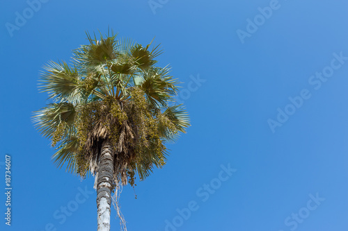 Carnauba palm in Campo Maior, Pi, Brazil