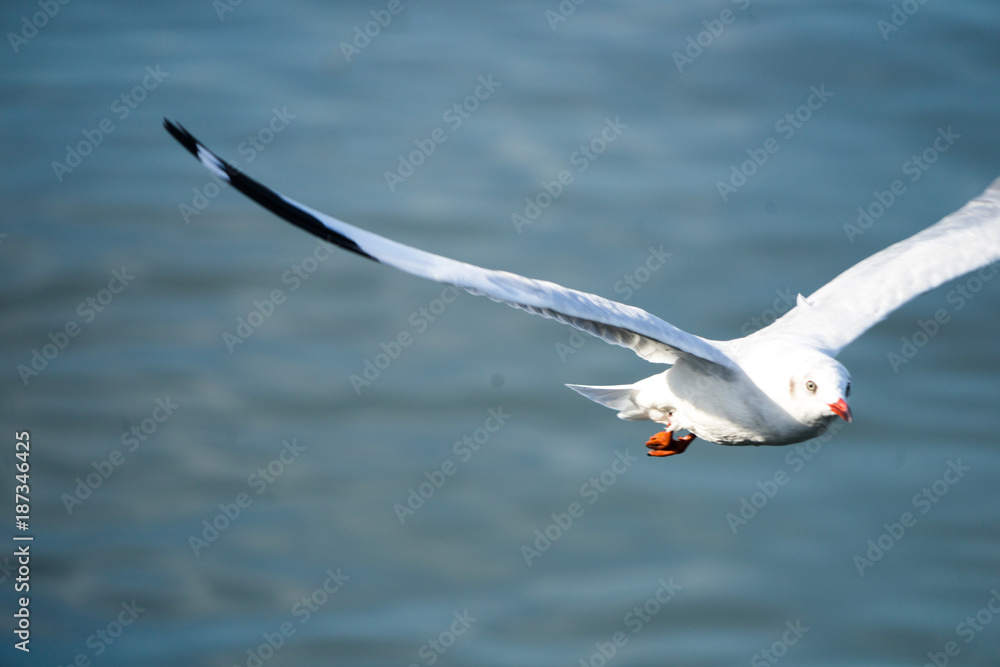 Seagull at east of bangkok,Thailand is waiting tourist to feed the food 