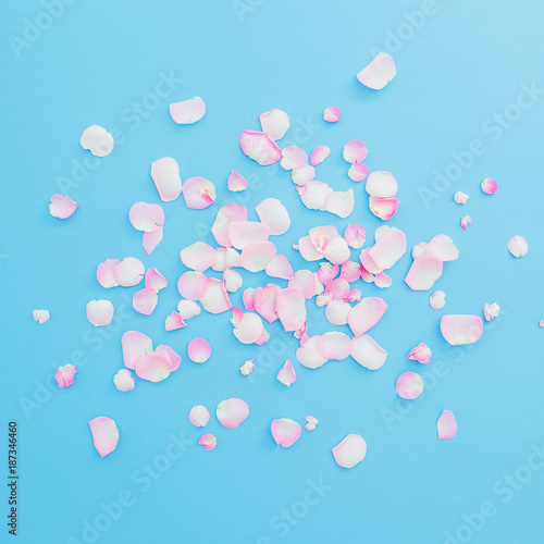 Petals of pink roses arrangement on blue background. Flat lay, Top view. Roses flowers texture.
