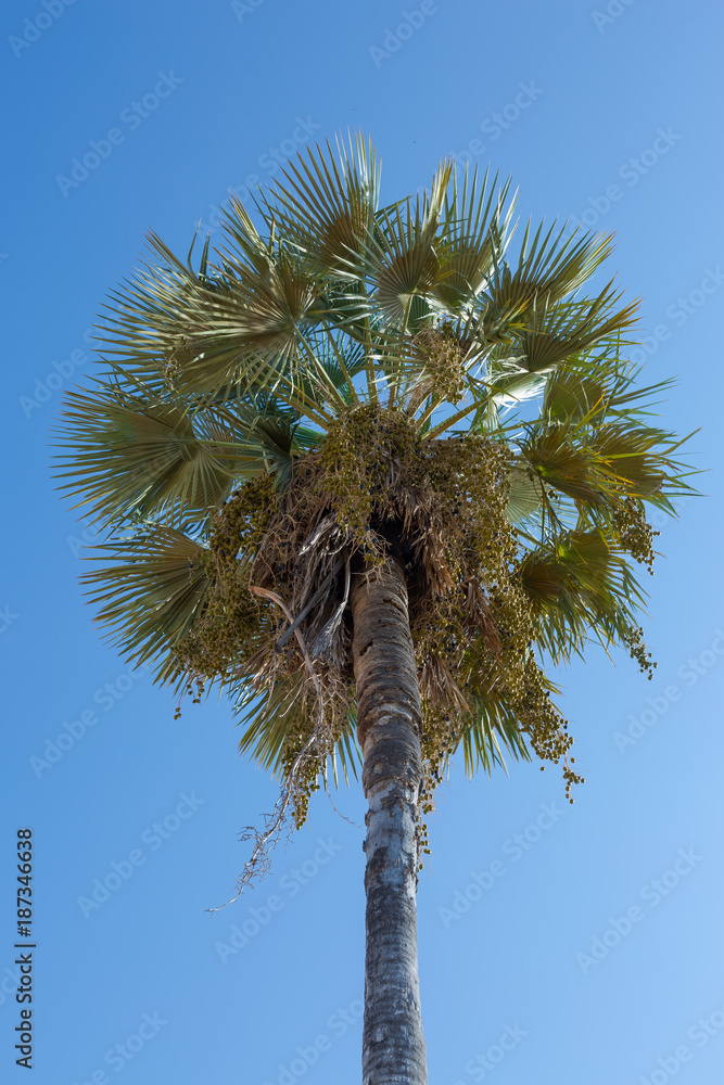 Naklejka premium Carnauba palm in Campo Maior, Pi, Brazil