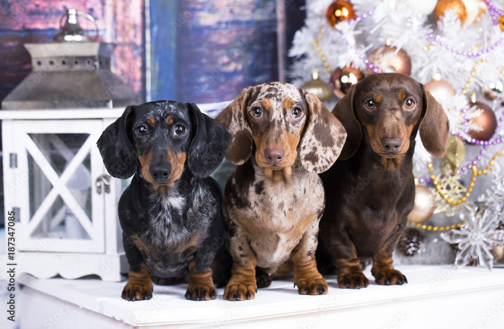 Christmas dog dachshunds
