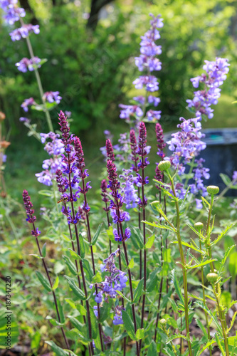 Fototapeta Naklejka Na Ścianę i Meble -  Background or Texture of Salvia nemorosa 'Caradonna' Balkan Clary , Nepeta fassenii 'Six Hills Giant', snapdragon, carnation in a Country Cottage Garden in a romantic rustic style. Latvia
