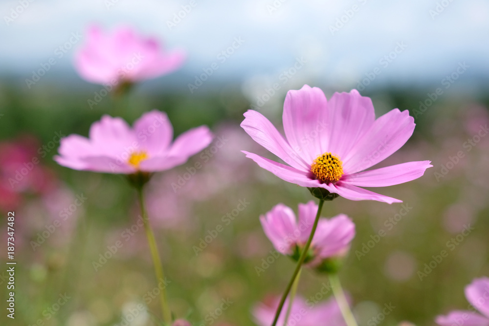 Cosmos flowers in the field. Cosmos flowers in the field.