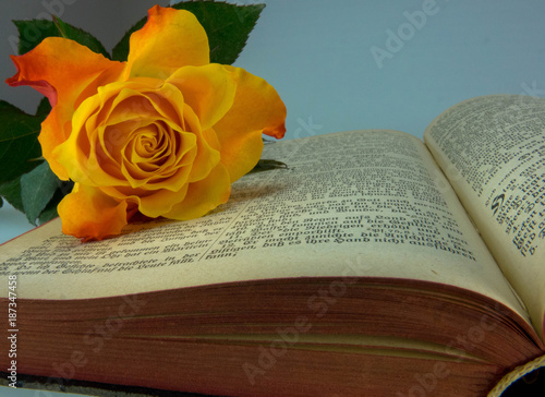 Rose auf alter Bibel