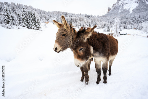 due asinelli sulla neve, in Val Canali, nel parco naturale di Paneveggio - Dolomiti
