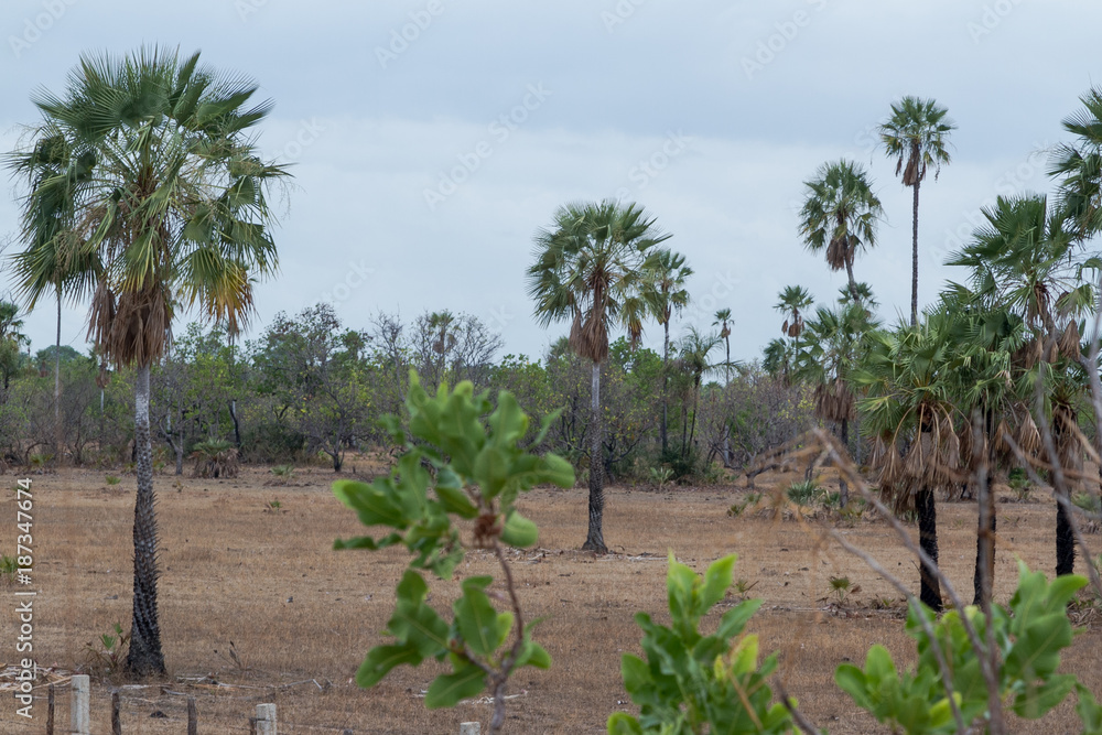 Fototapeta premium CARNAUBA PALM IN CAMPO MAIOR, PI, BRAZIL.