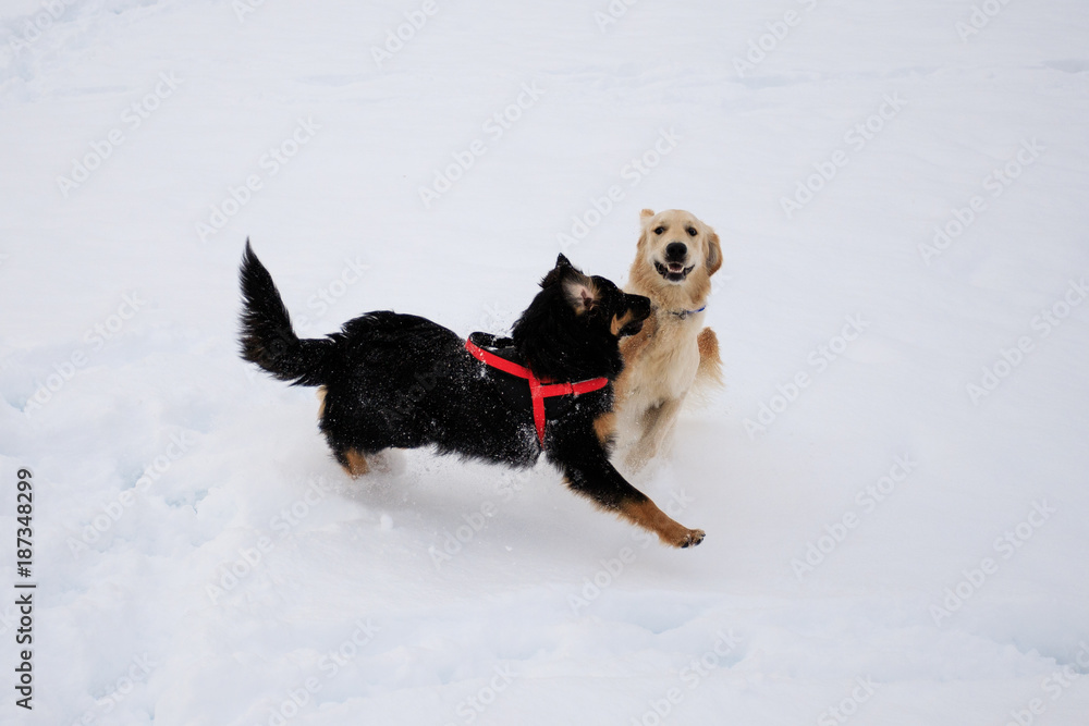 cani che giocano sulla neve
