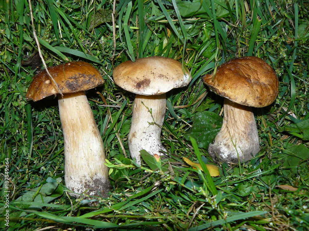 wonderful white mushroom - boletus wonderful white mushroom - boletus