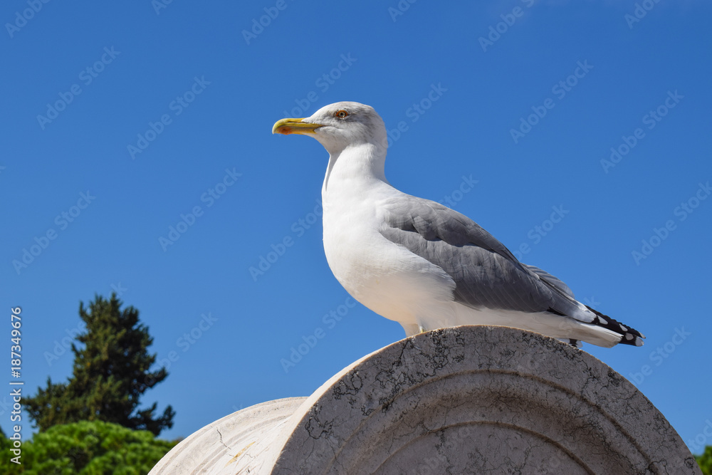 Obraz premium Seagull - closeup