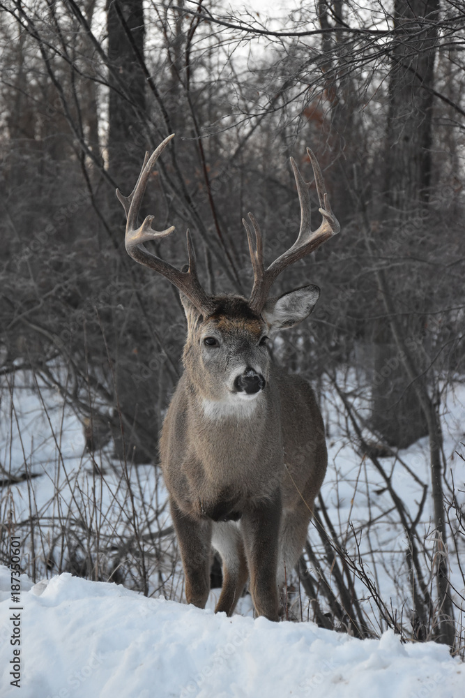 Obraz premium Lone Deer in Winter
