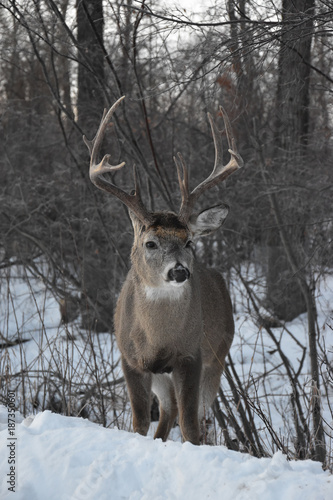 Lone Deer in Winter