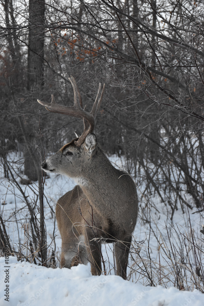 Obraz premium Lone Deer in Winter