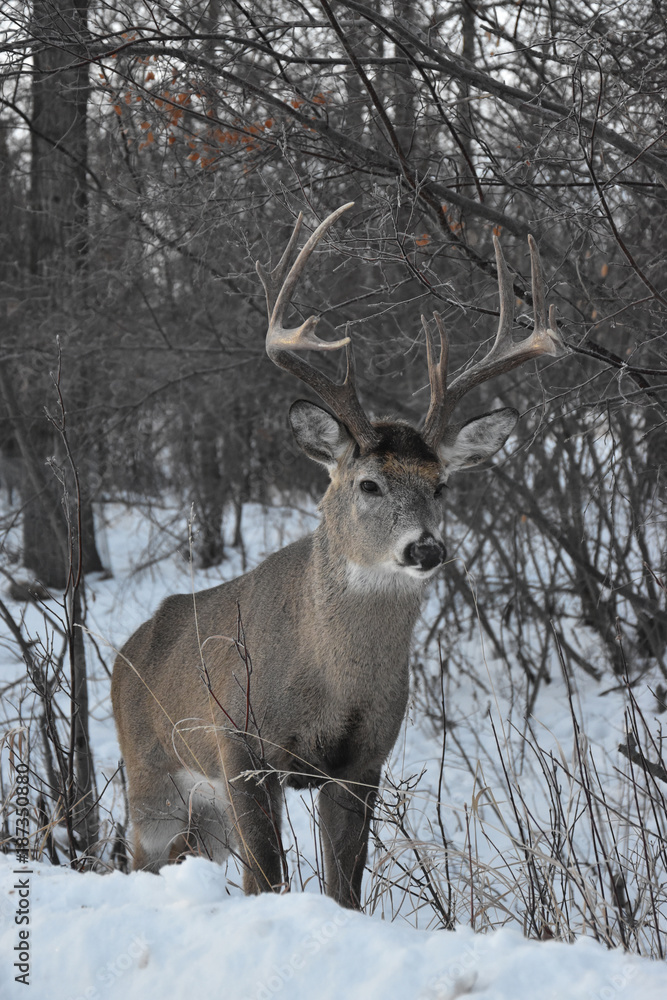 Lone Deer in Winter Lone Deer in Winter