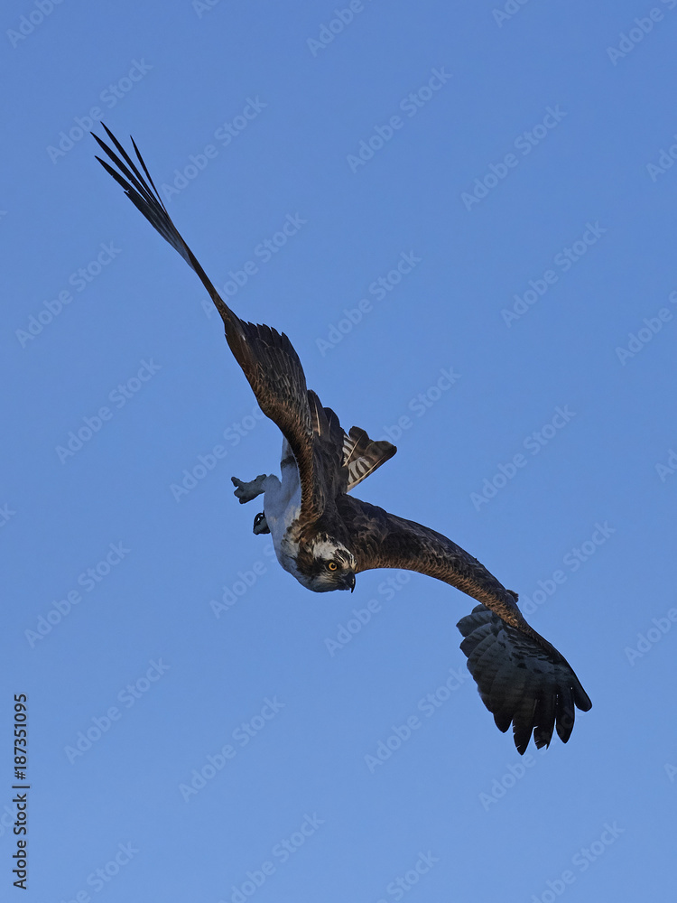 Obraz premium Osprey (Pandion haliaetus)