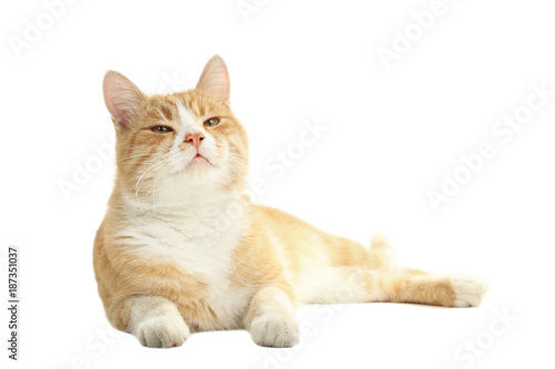 Ginger cat isolated on white background