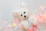 Maltese puppy wrapped in Christmas lights.