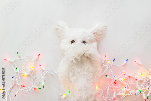Maltese puppy wrapped in Christmas lights.
