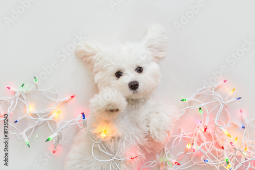 Maltese puppy wrapped in Christmas lights.