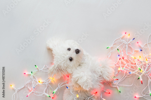 Maltese puppy wrapped in Christmas lights.