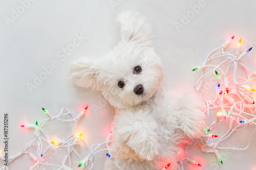 Tablou Canvas Maltese puppy wrapped in Christmas lights.
