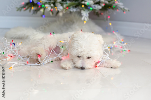 Maltese puppy wrapped in Christmas lights.