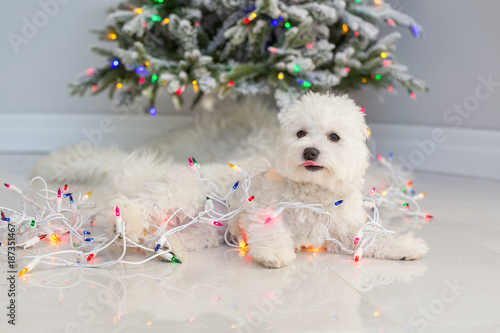 Maltese puppy wrapped in Christmas lights.