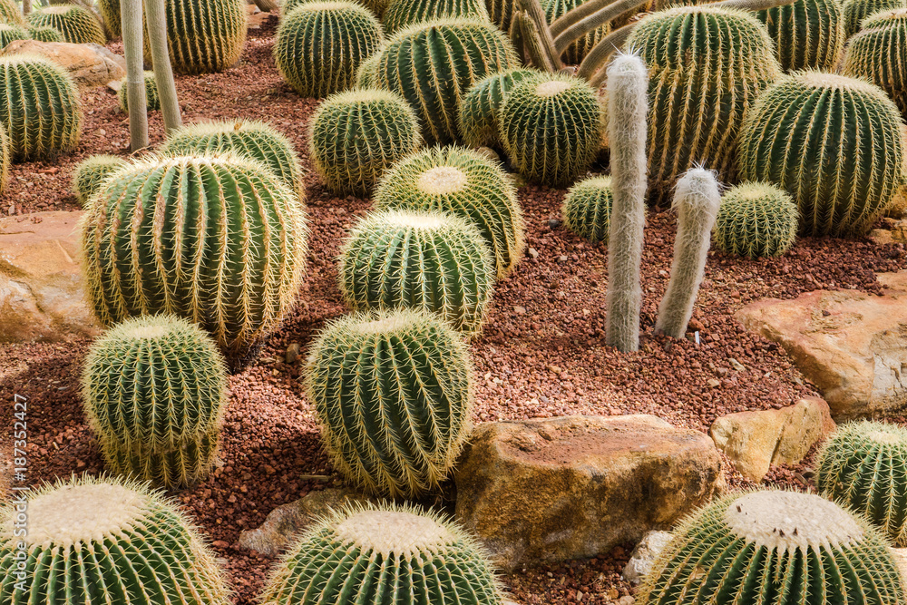 Cactus field background Cactus field background