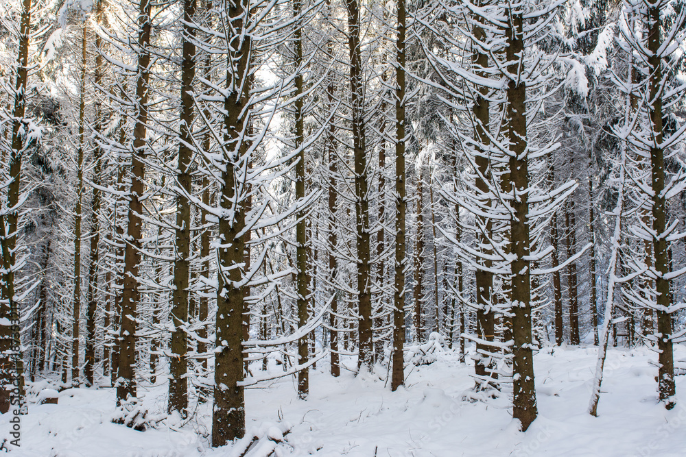 Wald im Winter Wald im Winter