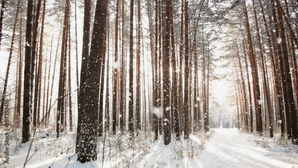 Walking in the woods, Steadicam shot, Sunlight makes its way through the thicket of tall pine trees, moving along white snow. Walking in the woods, Steadicam shot, Sunlight makes its way through the thicket of tall pine trees, moving along white snow.