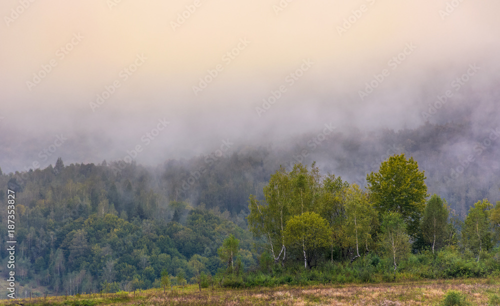 birch forest on foggy morning. beautiful nature scenery in autumn